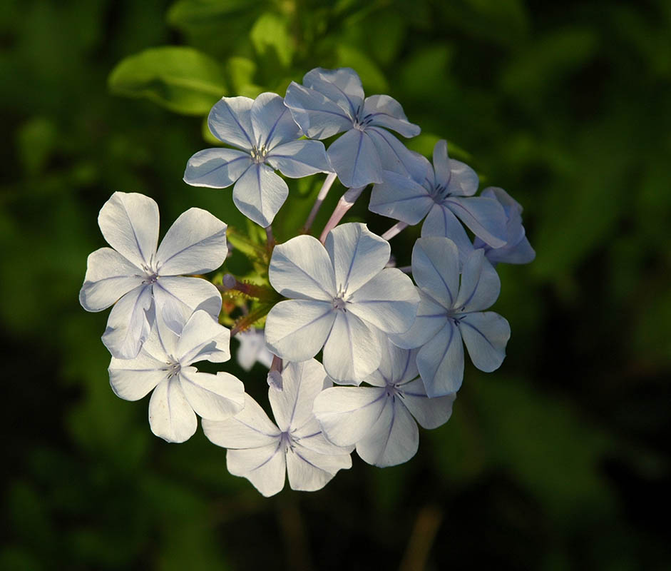 Plumbago auriculata 'alba'